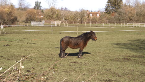 un pony en un campo