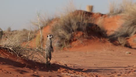 wide shot of a lone suricate standing upright in the red dunes of the kgalakgadi transfrontier park.