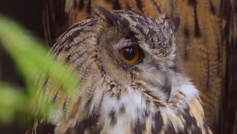 el búho águila eurasiático (bubo bubo) en primer plano.