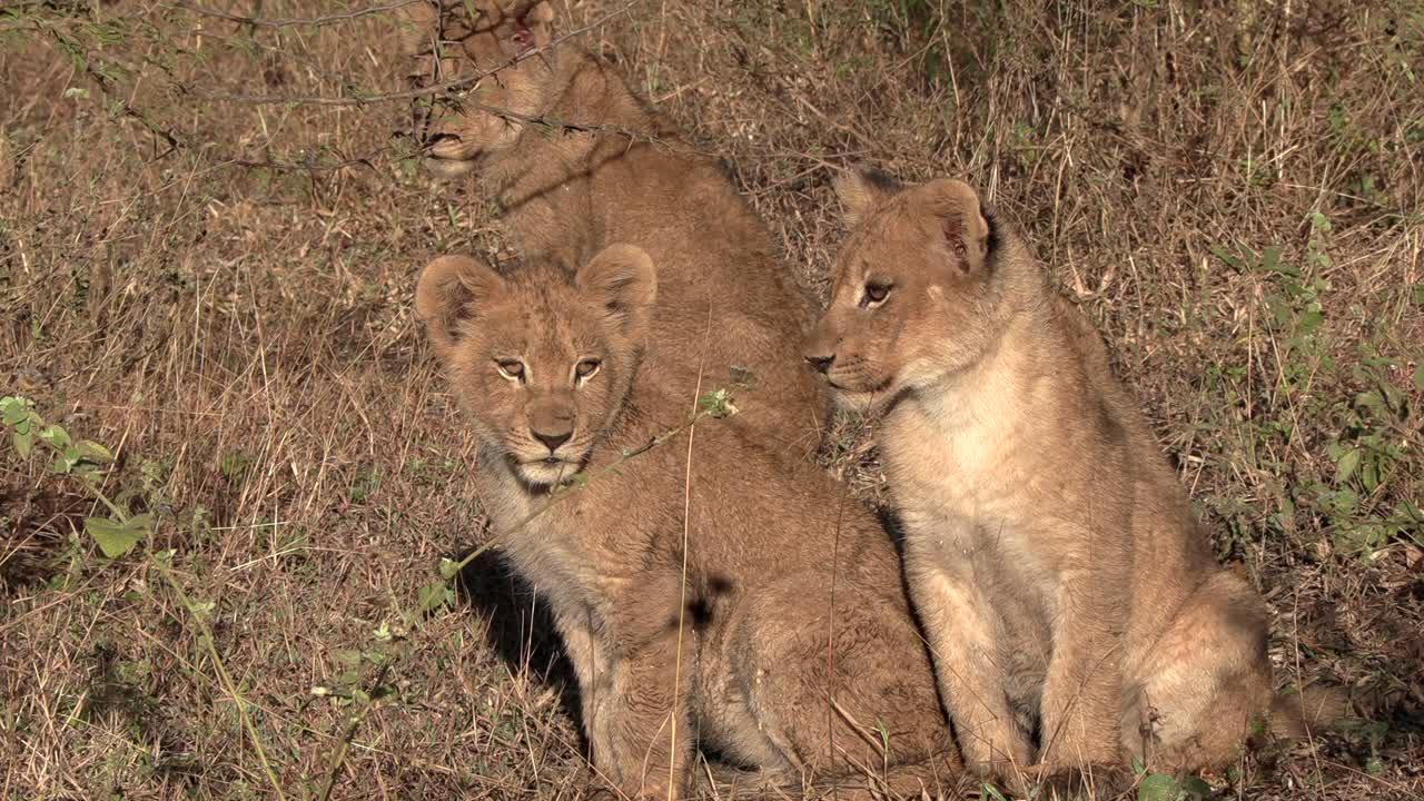 Lindos filhotes de leão jovens sentados juntos na grama no Parque Nacional Kruger