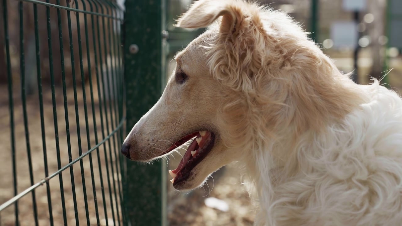 Cane bianco con pelo riccio sta vicino a una recinzione metallica verde, guardando intensamente attraverso le sbarre. Lo sfondo mostra un ambiente esterno con luce diurna soffusa ed elementi naturali sfocati come alberi o terreno.