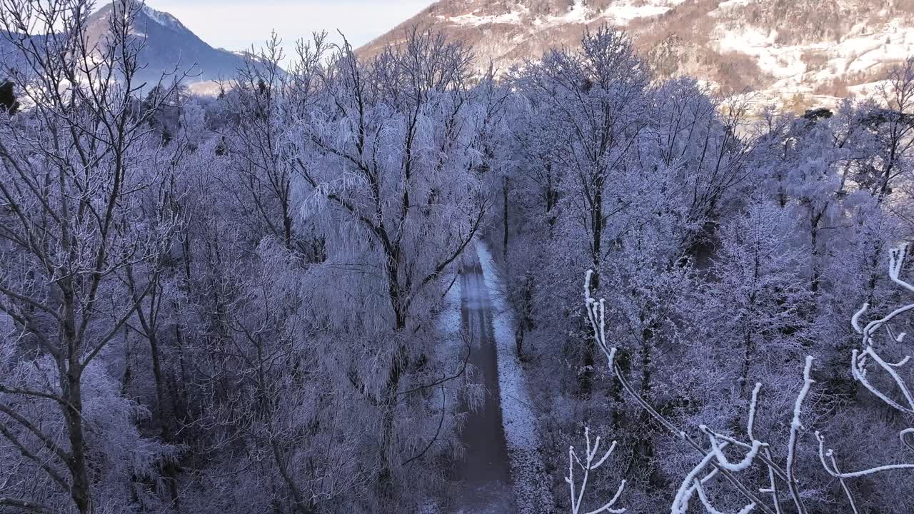 Snow-covered dirt road winding through a dense winter forest.