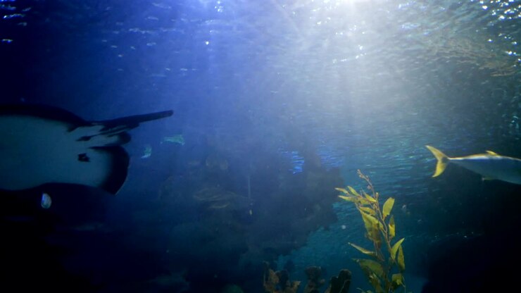 strahlen schwimmen im aquarium