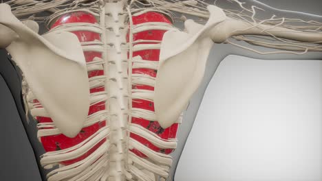 human lungs radiology exam