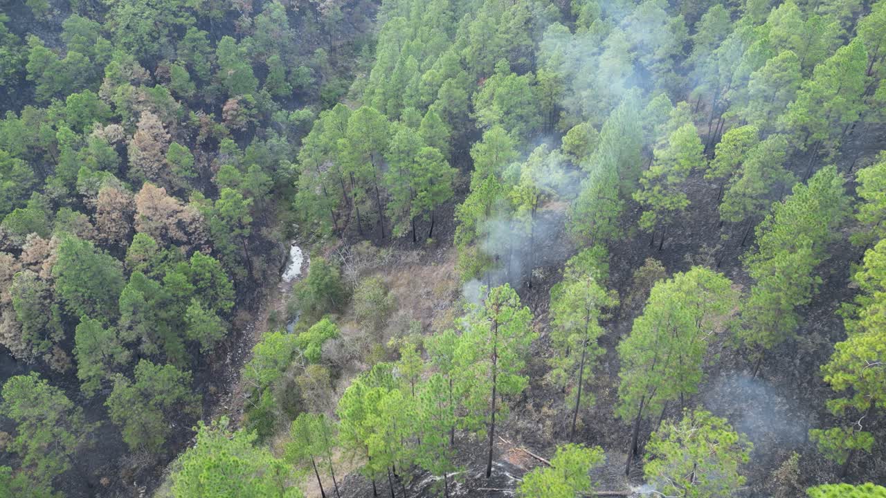 Scorched hillside with surviving trees after wildfire near rural Honduran mountains