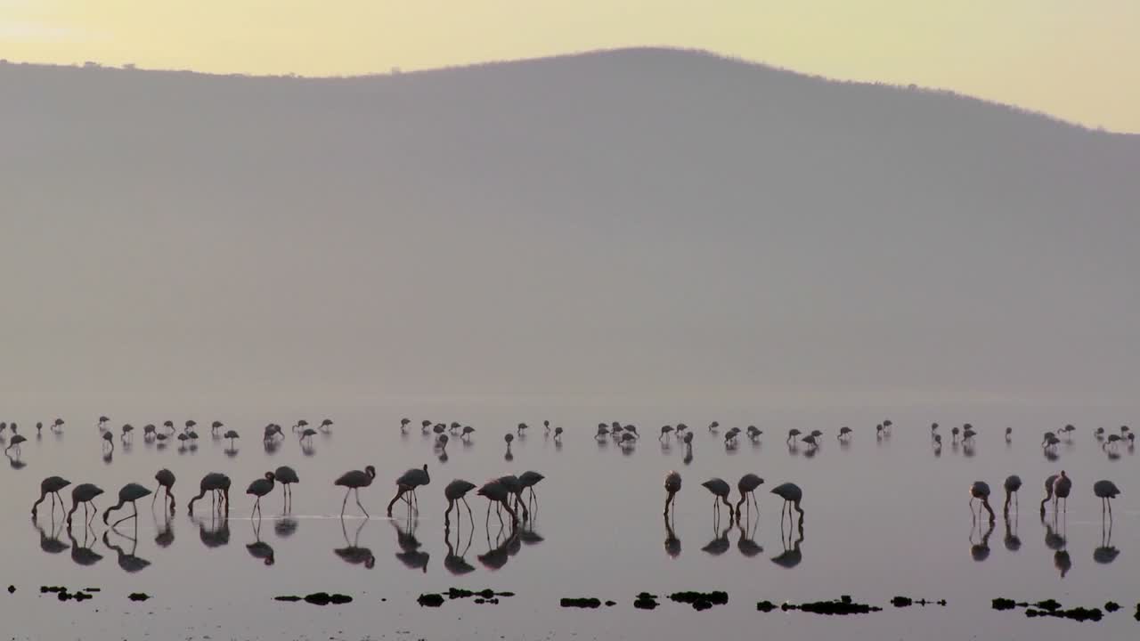일출 케냐 나쿠루 호수에 플라밍고의 실루엣