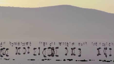 Siluetas-De-Flamencos-En-El-Lago-Nakuru,-Kenia-Al-Amanecer.