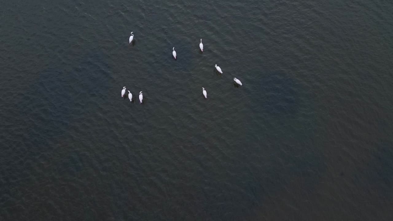 flamencos graciosos en un mar tranquilo
