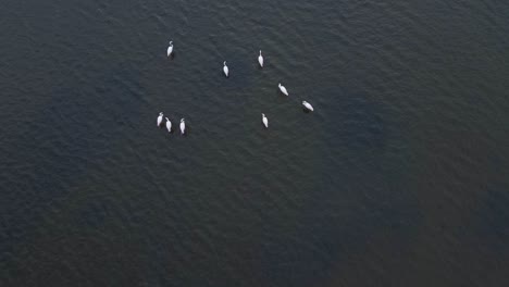 Graceful-Flamingos-in-Tranquil-Sea