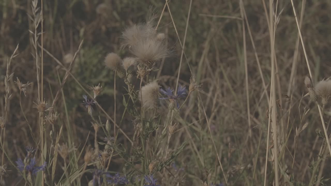 Blue - purple thistle stands in the grass - 1 - LOG Footage