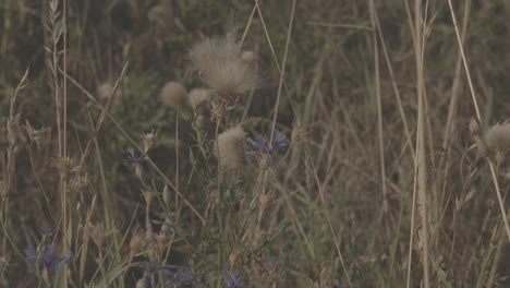 blue - purple thistle stands in the grass - 1 - log footage