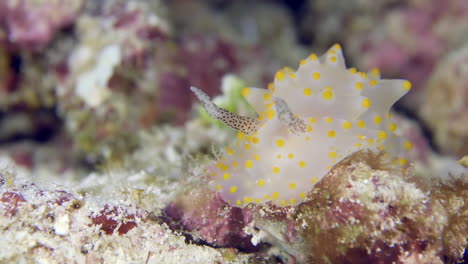 A-colorful-sea-slug-underwater