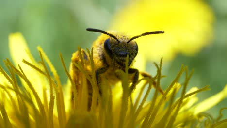 bumblebee resting on yellow flower of dandelion in the field