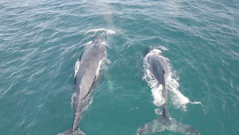 vista aérea de dos ballenas jorobadas rociando agua a través de su agujero de soplo