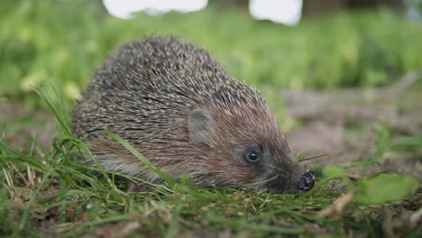 Eurasian-hedgehog-close-up-in-grass-in-evening-dusk-light