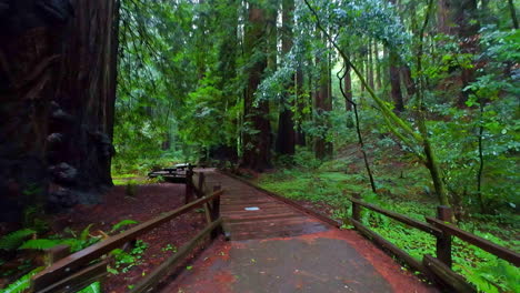 Caminando-Por-El-Parque-Nacional-Muir-Woods