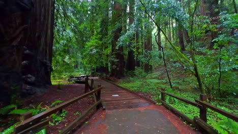 caminando por el parque nacional de los bosques muir