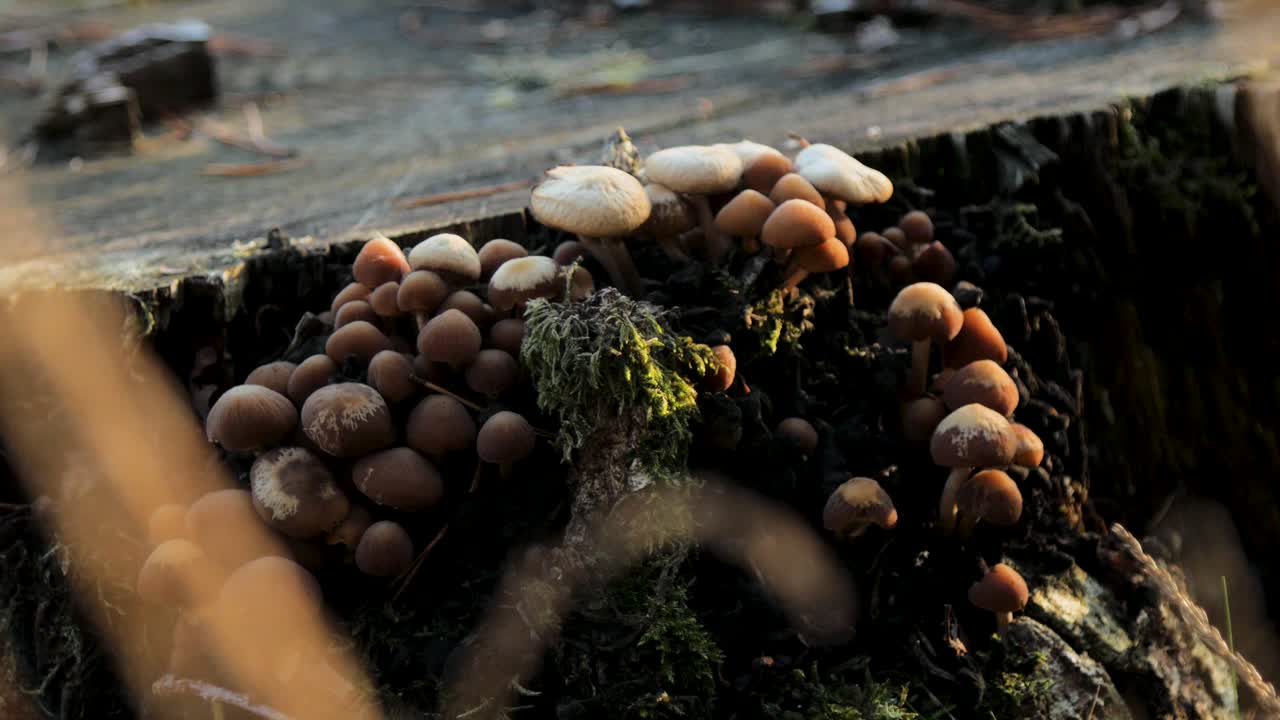 hongos marrones que crecen en tocones de árboles, de cerca