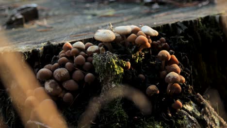 hongos marrones que crecen en tocones de árboles, de cerca