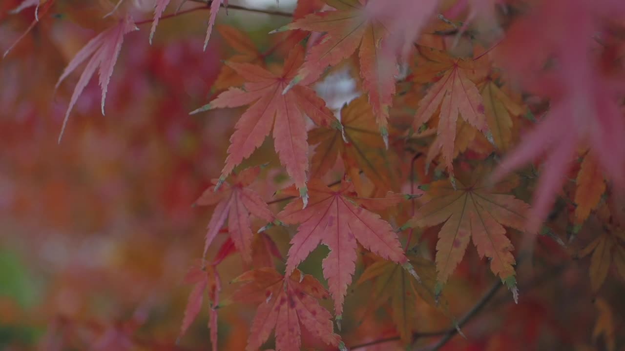 Red Maple Leaves in Autumn