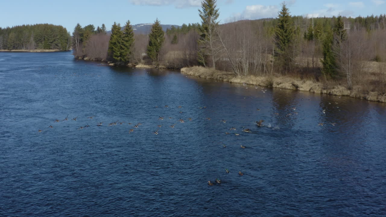 Aerial drone flight over a natural freshwater lake with a flock of Canadian geese taking flight