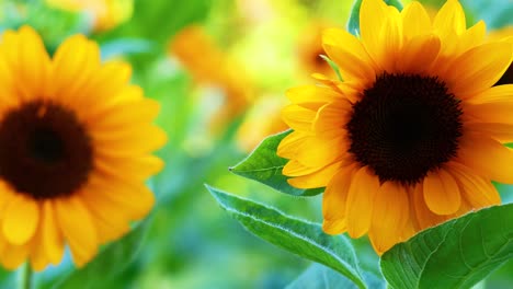 vibrant sunflowers blooming in a lush garden