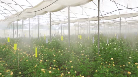 young florist walking in the greenhouse.