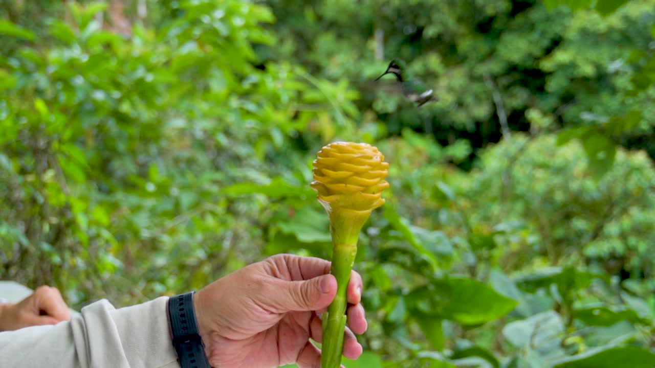 colibrí comiendo azúcar de una flor en un bosque de américa del sur