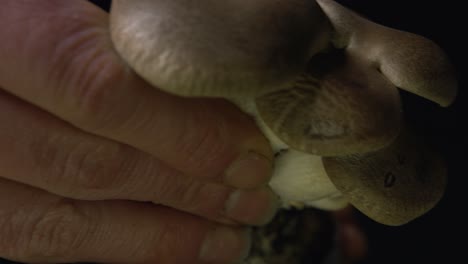 Close-up-of-woman's-hand-harvesting-homegrown-mushroom-on-black-background