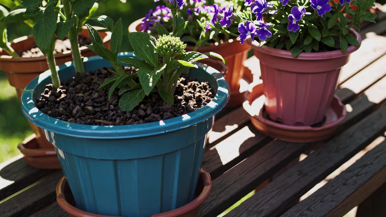 豊かな庭園を背景に、鉢植えのカラフルな花々をローアングルで捉えた鮮やかな動画。
