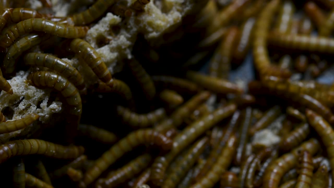 el gusano de la harina es una especie de escarabajo oscuro que se usa para alimentar mascotas como peces, serpientes, pájaros y ranas