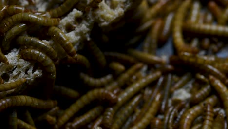 The-Mealworm-is-a-species-of-Darkling-Beetle-used-to-feed-pets-like-fish,-snakes,-birds,-and-frogs