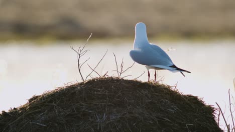 black headed gull during breading season in wetlands in morning sunlight