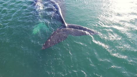 Rear-side-view-of-Mother-and-calf-of-Southern-right-whales-showing-their-tail-fins-as-they-float