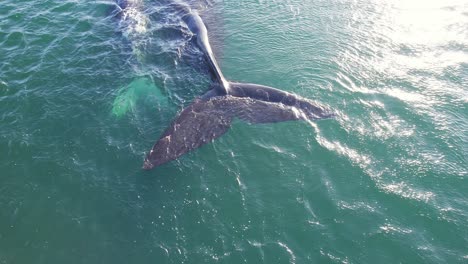 rear side view of mother and calf of southern right whales showing their tail fins as they float