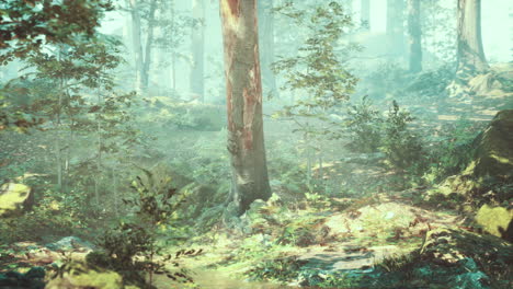 camino del bosque de niebla