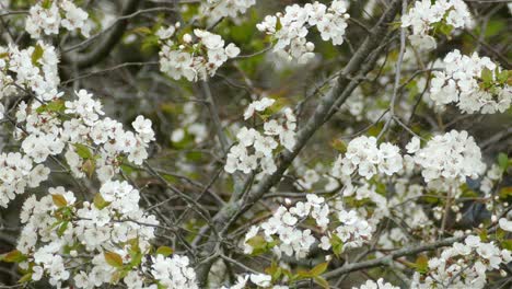 Black-and-yellow-little-bird,-perches-on-tree-branch-with-beautiful-white-flowers