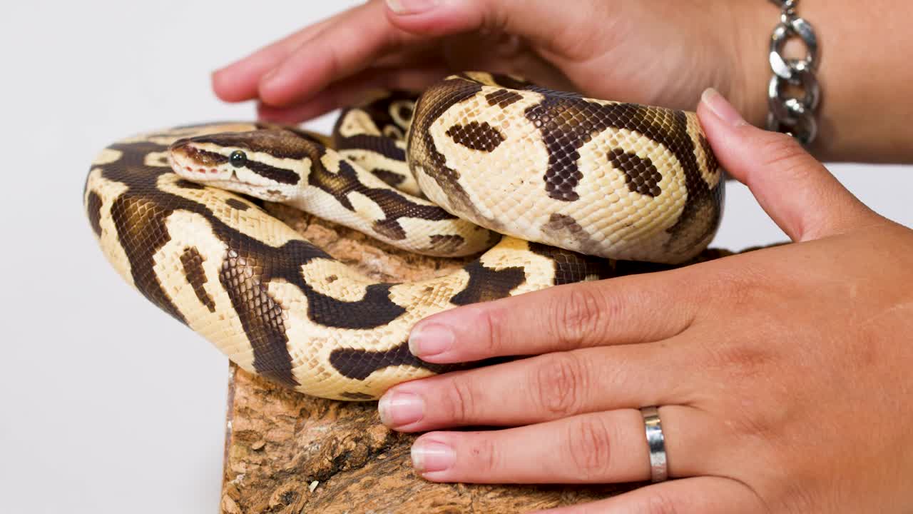 Human hands with jewelry gently stroke a patterned ball python resting on a wooden perch