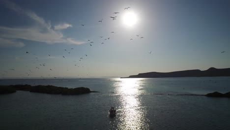 Toma-Aérea-De-Fragatas-Volando-En-La-Isla-De-Spiritua-Santo,-Parque-Nacional-Archipiélago-De-Spiritua-Santo,-Baja-California-Sur