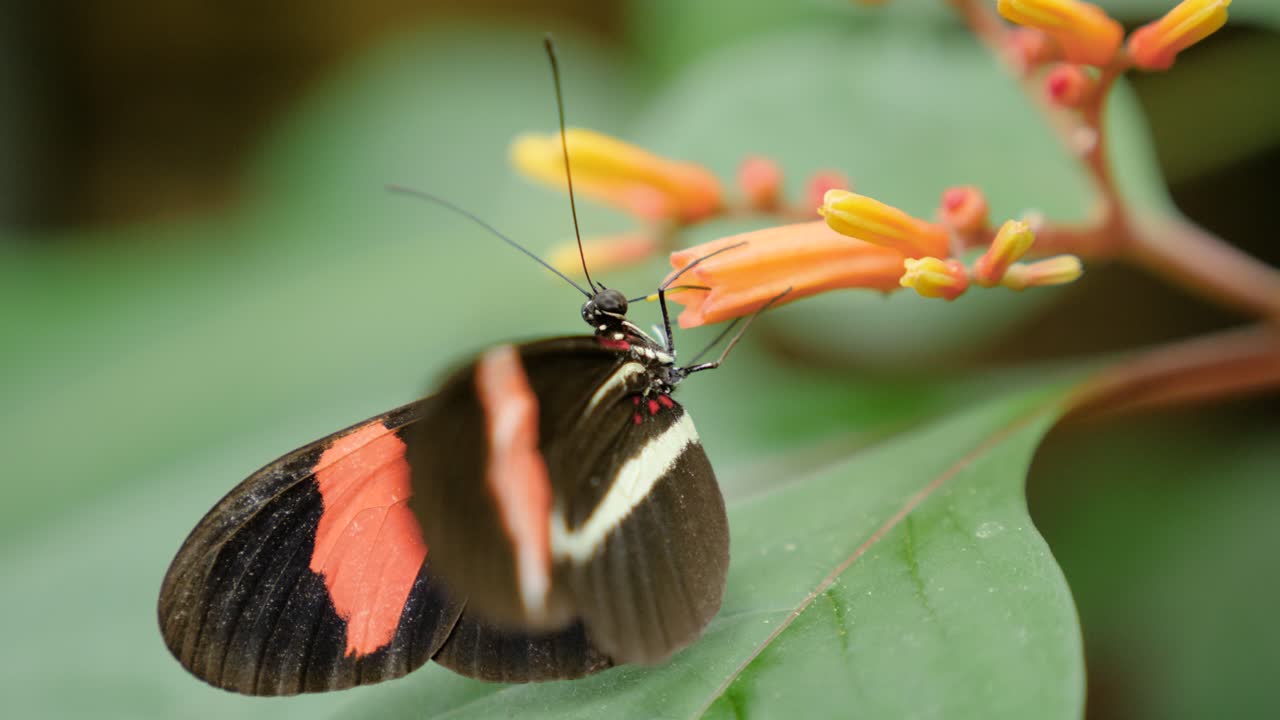 Scatto macro ravvicinato di una farfalla postino su fiori arancioni
