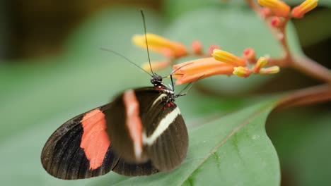 Close-up-macro-shot-of-Postman-Butterfly-on-orange-flowers