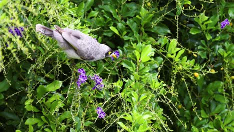 a bird moves through greenery, interacting with flowers.