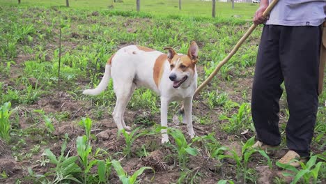 Un-Perro-Puede-Ser-útil-En-Una-Granja