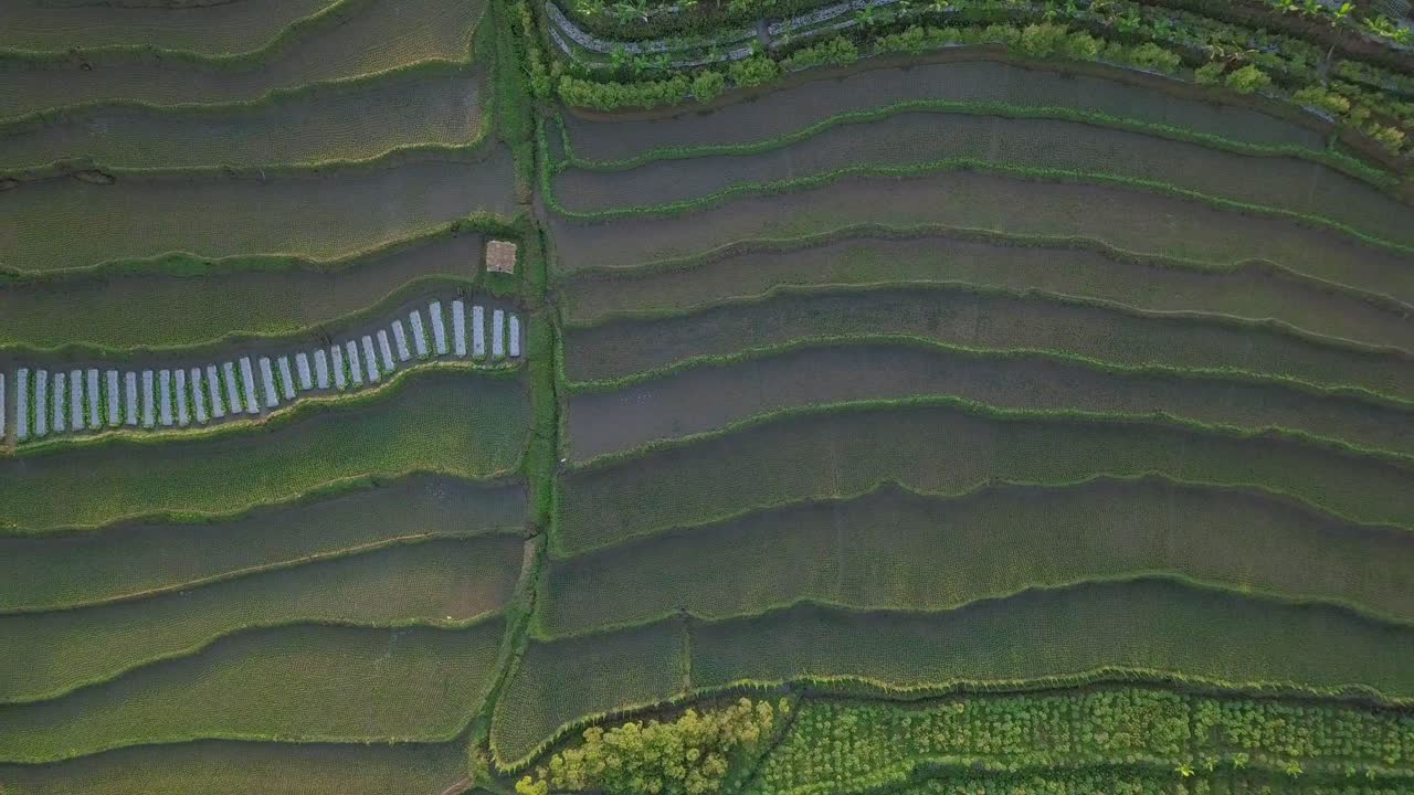 toma aérea de drones de hermosos campos de arroz en terrazas inundados de agua