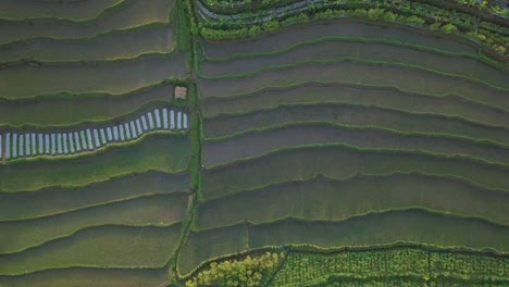toma aérea de drones de hermosos campos de arroz en terrazas inundados de agua