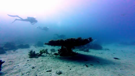 Underwater-scuba-diving-team-swim-together-in-marine-Egyptian-wonders,-corals-and-sea-bottom-of-Dahab-africa