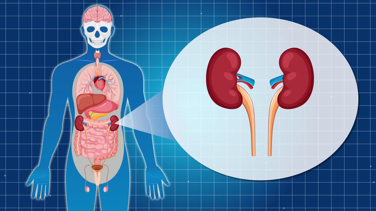 Anatomical animation highlighting the human kidneys, featuring detailed organ visualization and smooth transitions on a blue grid background