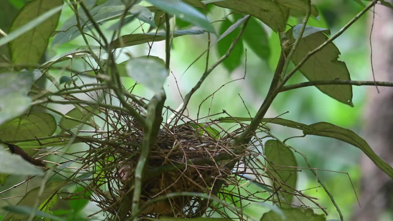 Seen on the right side of the nest taking a fecal sac from a nestling then flies away, Common Green Magpie, Cissa chinensis Midnightsonata, Thailand
