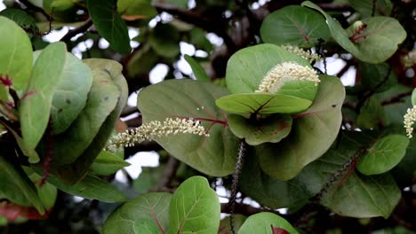 hermosas flores blancas entre las hojas verdes del árbol que fluyen con el suave viento