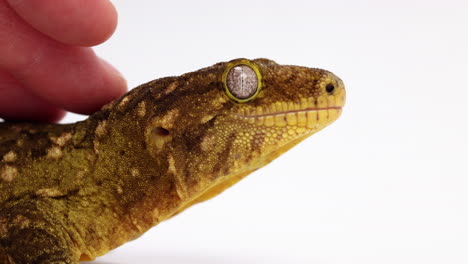 tokay gecko siendo mascota a mano - primer plano - perfil lateral contra fondo blanco